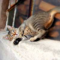 Faule Katze